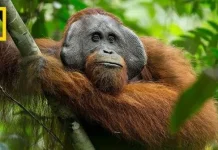 Hari Orang Hutan Internasional