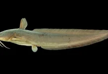 Bahaya dari Sengat Patil Ikan Sembilang