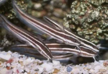 Penanganan Pertama saat Terkena Patil Ikan Sembilang