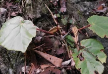 Begonia Halabanensis Ditemukan Kembali di Sumatera Barat setelah 76 tahun