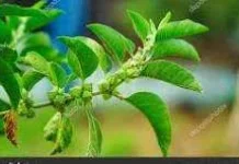 Aneka Ragam Manfaat Ashwagandha
