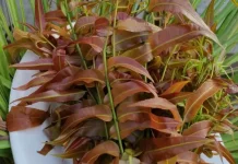 Kelakai, Sayur Favorit Kalimantan yang Kaya Zat Besi