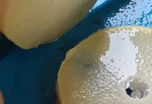 Rahasia Menghilangkan Bau pada Rebung Sebelum Dimasak