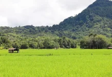Varietas Padi yang Umum di Konsumsi di Indonesia
