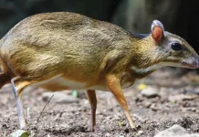 Mengenal Pelanduk Napu, Mamalia Mungil Penghuni Hutan Asia Tenggara