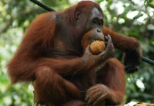 Orang Utan, Kera Besar Penghuni Hutan Indonesia yang Terancam Punah
