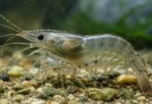 Tak Sekadar “Otak Udang”, ternyata Udang Mampu Belajar