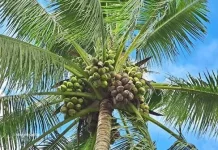 Pentingnya Hari Kelapa Sedunia atau World Coconut Day
