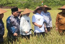 Turun ke Sawah Natuna, Ketua HKTI Kepri Nyanyang Soroti Tantangan Petani