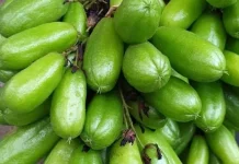 Berbagai Manfaat Belimbing Wuluh untuk Kesehatan Pria