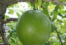 Beragam Manfaat Buah Maja