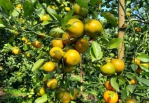 Berikut Buah Buahan yang bisa Bantu Turunkan Asam Urat