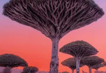 Socotra, Pulau Aneh yang Serasa Berada di Planet Lain