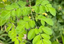 Daun Kelor, Si Kecil yang Kaya Nutrisi