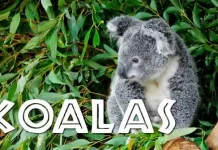 Hari Selamatkan Koala