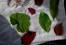 Ecoprint sebagai Kerajinan Ramah Lingkungan