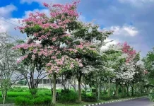 Pohon Peneduh untuk Membuat Jalan Lebih Nyaman