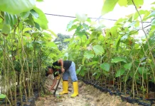 Memilih Jenis Pohon Peneduh yang Tepat untuk Lingkungan