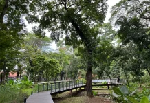 Pohon Peneduh untuk Taman dan Ruang Publik