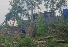 Pohon Berisiko Tumbang di Tiban Hill Dipangkas untuk Cegah Bahaya