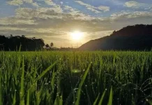 Peran Cahaya Matahari dalam Pertumbuhan Tanaman