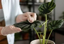 Pentingnya Membersihkan Daun Tanaman