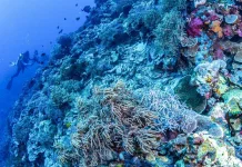 Wakatobi, Surga Bawah Laut dengan Spot Diving Kelas Dunia