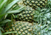 Manfaat Nanas Muda untuk Kesehatan