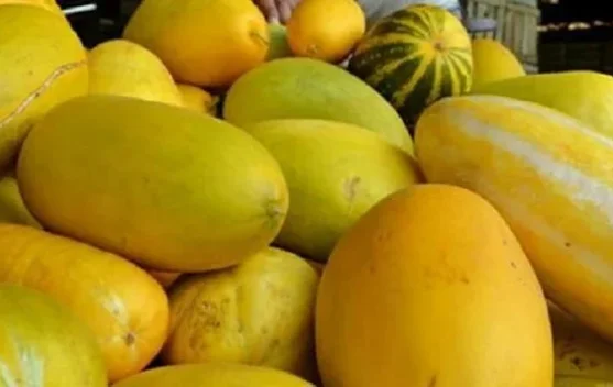 Timun Suri, Buah Segar yang diburu saat Ramadan