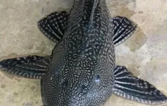 Ikan Sapu-Sapu Jadi Menu Santapan di Negara Ini