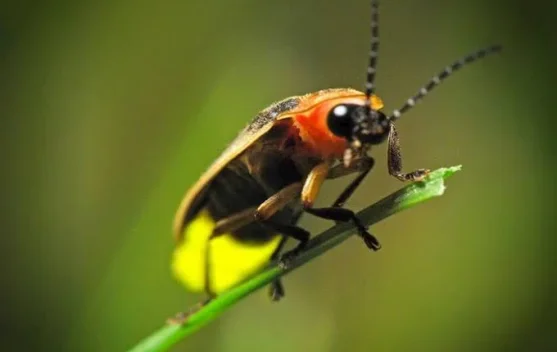 Kunang-Kunang Cahaya Alam yang Mulai Memudar