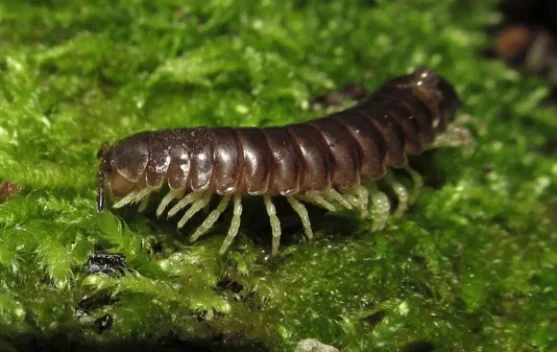 Fakta Menarik Kaki Seribu Tidak Memiliki Seribu Kaki