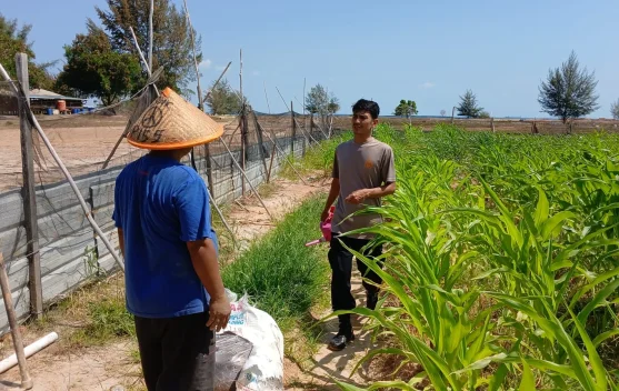 Polisi Turun Tangan, Rawat Jagung di Bengkong