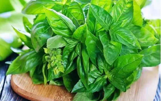 Beberapa Daun Baik untuk Atasi Asam Lambung Tinggi