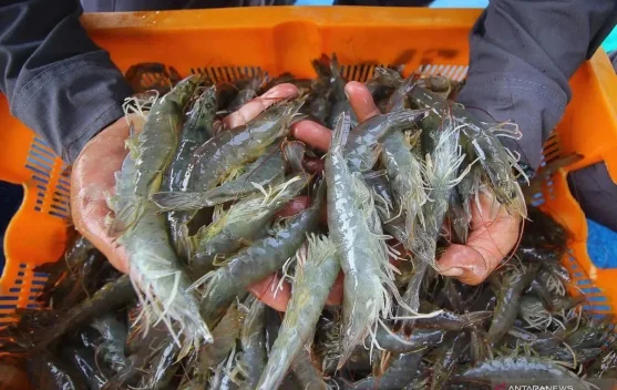 [Hoaks] Tautan Pendaftaran Bantuan Bibit Udang Gratis 2026