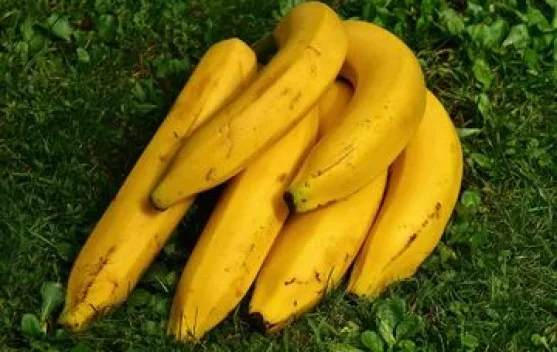 Manfaat Makan Pisang sebelum Olahraga