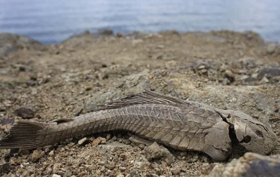 Misteri Ikan Sapu-Sapu Hidup Lagi usai Kekeringan