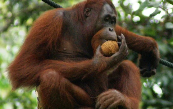 Orang Utan, Kera Besar Penghuni Hutan Indonesia yang Terancam Punah