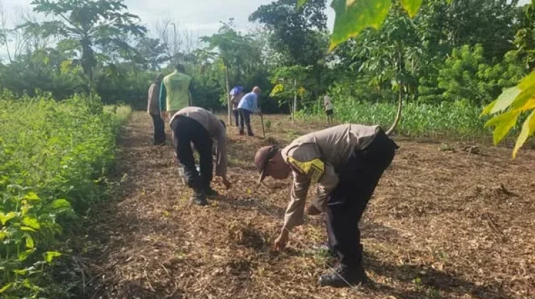 Dukung Ketahanan Pangan, Polsek Sorawolio Tanam Jagung Pakan