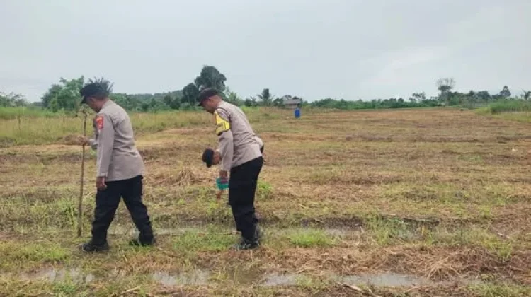 Polsek Sorawolio Kembali Tanam Jagung Pakan Dukung Ketahanan Pangan