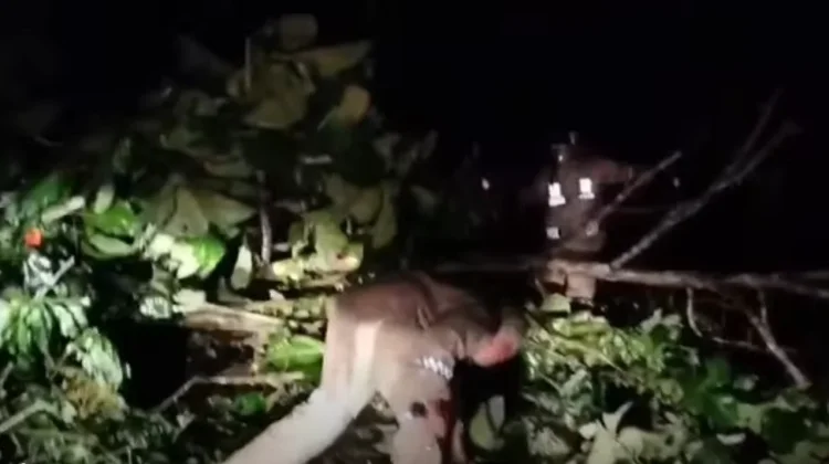 Polsek Wolio Gercep Atasi Pohon Tumbang Tutupi Jalan