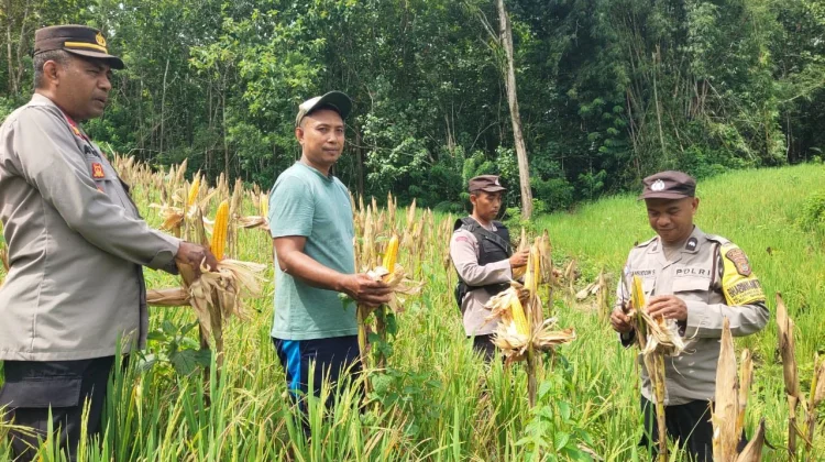 Petani Binaan Polsek Sorawolio Panen Jagung Pakan