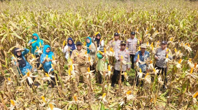 Petani Binaan Polsek Sorawolio Dukung Program Ketahanan Pangan