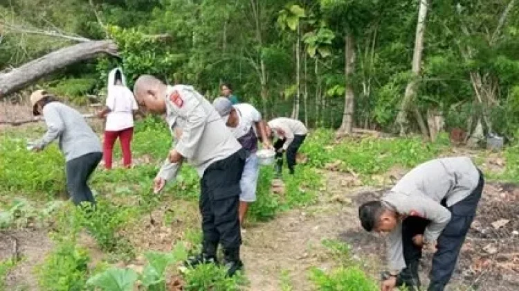 Ketahanan Pangan, Polres Buteng Tanam Jagung di Lakapera