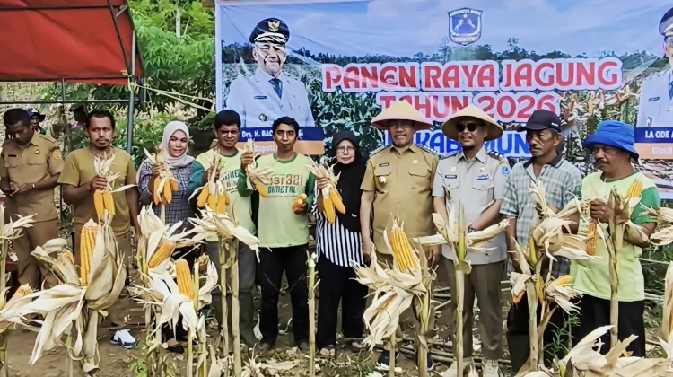 Panen Raya Jagung BUMDes Desa Bea, Bupati Muna Dorong Penguatan Program JATI