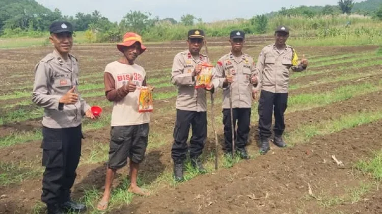 Polsek Sorawolio Tanam Jagung Pakan, Dukung Ketahanan Pangan