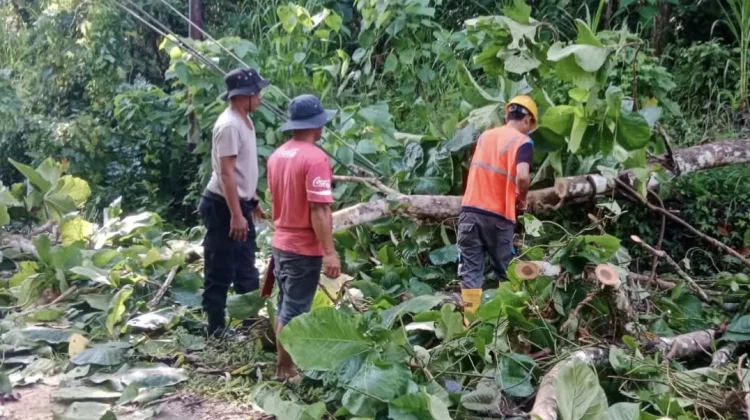 Polsek Lasalimu Bersama Warga Evakuasi Pohon Tumbang