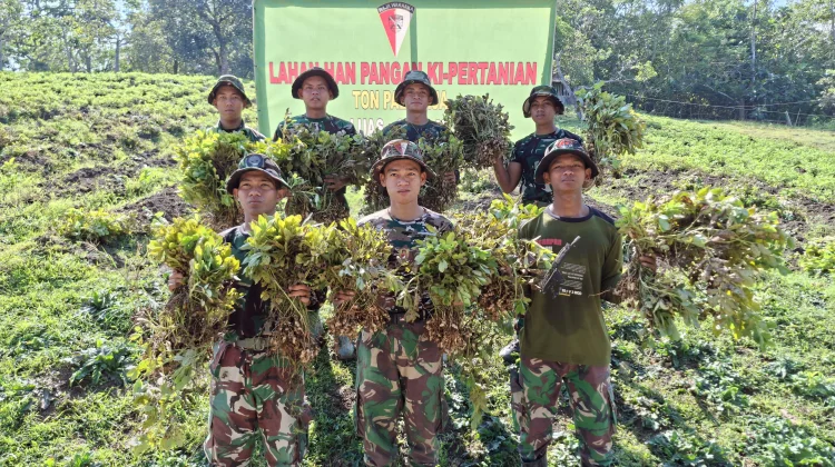 Yonif TP 823/Rajawakaaka Panen Kacang Tanah, Perkuat Ketahanan Pangan