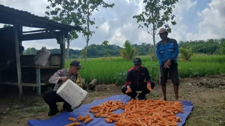 Petani Binaan Polsek Sorawolio Panen Jagung Pakan