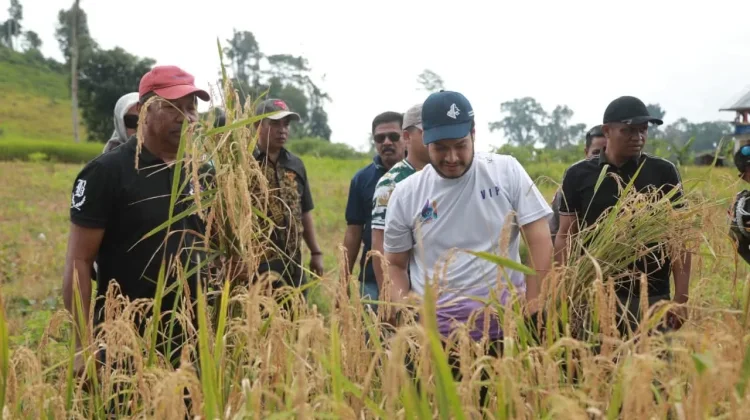 Bupati Buton Dorong Perbaikan Jalan Tani usai Panen Padi Gogo di Siotapina